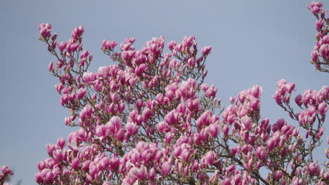 Flores-De-Un-árbol-De-Magnolia-En-Primavera.