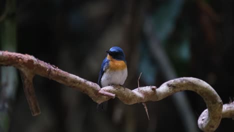 Looking-towards-the-camera-and-around-seen-perched-on-a-spiral-vine,-Indochinese-Blue-Flycatcher-Cyornis-sumatrensis-Male,-Thailand