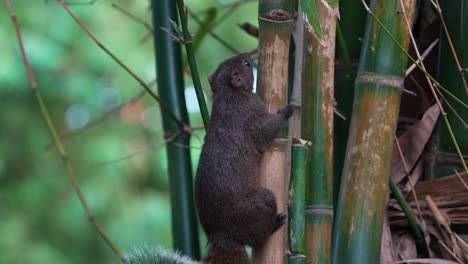 Niedliches-Pallas-Eichhörnchen-Umarmt-Und-Klammert-Sich-An-Einen-Aufrecht-Stehenden-Bambusstock-Und-Bewegt-Sich-Langsam-Nach-Oben-Im-Daan-Waldpark-In-Taipeh,-Taiwan