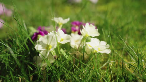 Macro-shot-of-white-flowers