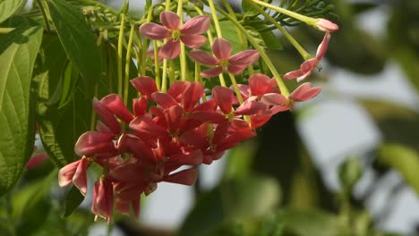 Schöne-Rote-Blumen-Blätter-