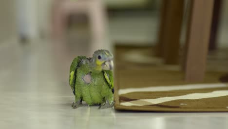 Green-yellow-baby-parrot-of-2-months-walking-around-on-tiles,-looking-around-curious