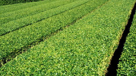 Close-up-view-of-tea-plantation-in-Japan