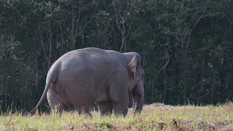 Mirando-Hacia-La-Derecha-Agitando-Las-Orejas-Y-Balanceando-La-Cola-Mientras-Come-Minerales-Del-Suelo,-Elefante-Indio-Elephas-Maximus-Indicus,-Tailandia