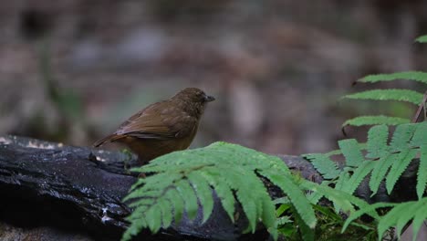 Foraging-on-worms-on-a-wet-log-covered-with-some-fern-fronds,-Abbott's-Babbler-Malacocincla-abbotti,-Thailand