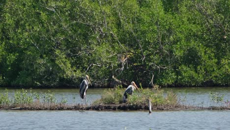 Two-individuals-facing-to-the-right-while-they-are-resting-on-the-bund-with-grass,-Painted-Stork-Mycteria-leucocephala,-Thailand