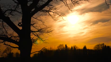 Schattensilhouette-Einer-Großen-Eiche-Während-Des-Gesättigten,-Surrealen-Sonnenuntergangshimmels,-Lettland