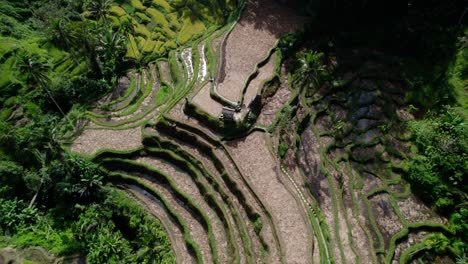 Reisfeld---Bali-Reisterrassen-Im-Sommer-In-Indonesien