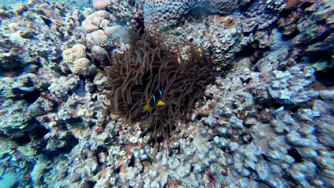 A-lone-clownfish-with-distinctive-orange-and-white-stripes-and-black-tips-swims-beside-a-large-anemone,-which-has-long,-flowing-tentacles,-attached-to-a-coral-reef-vibrant-with-life