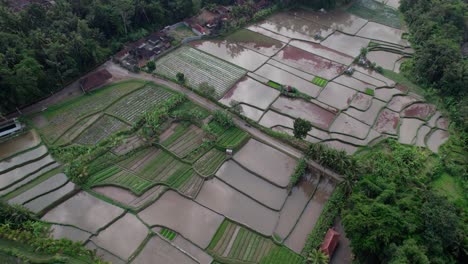 Rice-Fields-Flooded-With-Water-In-Bali,-Indonesia---Aerial-Drone-Shot