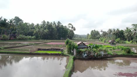 Bauernhaus-Inmitten-Von-Reisfeldern-In-Bali,-Indonesien