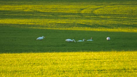 Un-Grupo-De-Cisnes-Mudos-Descansan-Y-Se-Alimentan-En-Un-Campo-De-Cultivo-Verde-A-La-Sombra,-Letonia