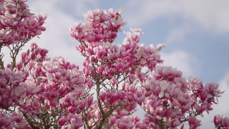 Blüten-Eines-Magnolienbaums-Im-Frühling