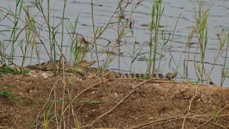 Einige-Junge-Krokodile-Ruhen-Am-Ufer-Des-Sees,-Während-Sich-Das-In-Der-Mitte-Plötzlich-Bewegt,-Siamkrokodil-Crocodylus-Siamensis,-Thailand