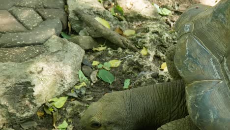 Tortuga-Gigante-De-Aldabra-De-Zanzíbar-Arrastrándose-Por-El-Suelo-Rocoso-Del-Zoológico-En-El-Santuario-De-La-Isla-Prisión