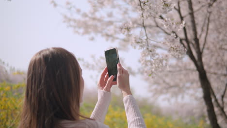 Young-Girl-Taking-Pictures-Of-Cherry-Blossom-With-Mobile-Phone-During-Spring-In-Yangjae-Citizen's-Forest-Park-In-Seocho,-District,-Seoul,-South-Korea