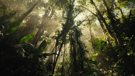 Sonnenstrahlen-Erhellen-Tropische-Regenwaldbäume-Und-Baumkronen,-Im-Majestätischen-Dschungelhintergrund
