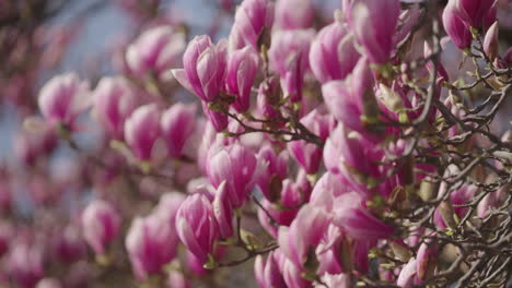 Blüten-Eines-Magnolienbaums-Im-Frühling