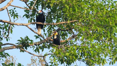 Camera-zooms-in-while-these-pair-are-enjoying-the-morning-sun,-Wreathed-Hornbill-Rhyticeros-undulatus-Male-Female,-Thailand