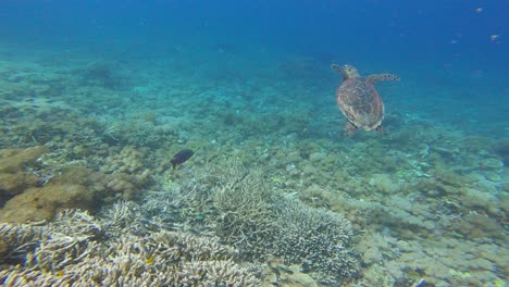 Echte-Karettschildkröte-Schwimmt-In-Tropischen-Und-Exotischen-Meeren