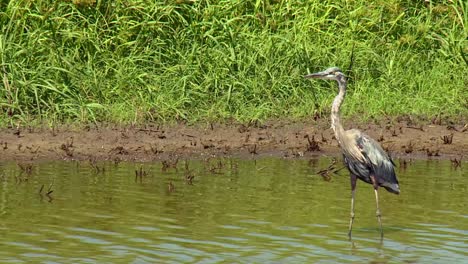 Great-Blue-Heron-In-The-Pond-In-Blackwater-National-Wildlife-Refuge,-Maryland,-United-States---Close-Up