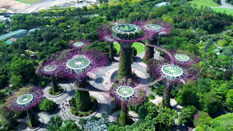 Luftdrohne-über-Gärten-An-Der-Bucht-Naturpark-Super-Tree-Grove-Gehweg-Skyway-Brücke-Pflanzen-Bäume-Architektur-Kunst-Design-Singapur-Asien
