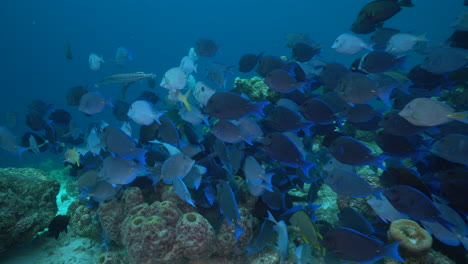 A-huge-school-of-blue-surgeonfish-swarm-over-the-Caribbean-reef,-feeding-off-the-coral