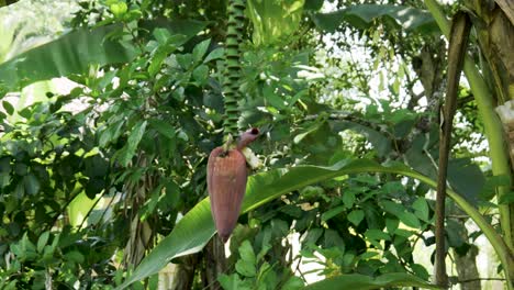 Musa-Balbisiana-plantain-bunch-hanging-from-lush-tropical-tree-branch-panning-up-to-healthy-banana-type-crop