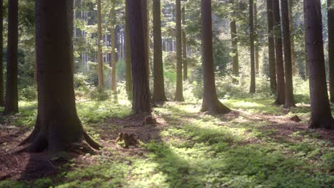 Wald-Im-Frühling