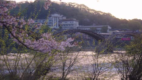 Cherry-Blossoms-at-Dawn-with-Kintaikyo-Bridge-in-Background,-Sakura-Season-Japan