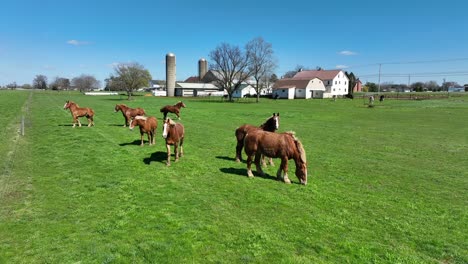 Gruppe-Brauner-Pferde,-Die-An-Einem-Sonnigen-Tag-Auf-Einer-Grünen-Wiese-Grasen