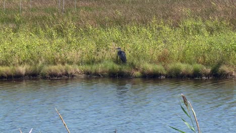 Great-Blue-Heron-Perched-On-The-Riverbank-On-A-Sunny-Day-At-Blackwater-National-Wildlife-Refuge-In-Maryland