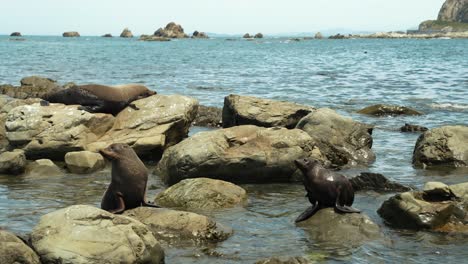 Fur-seals-sunning-themselves-on-the-rocks-while-others-frolic-in-the-ocean