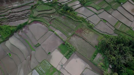 Paddy-Field-During-Wet-Preparation-To-Kill-Weeds-And-Insects-In-Bali,-Indonesia