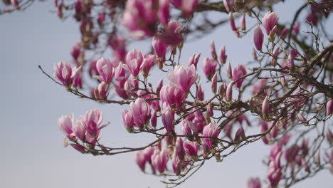Blossoms-of-a-magnolia-tree-in-spring
