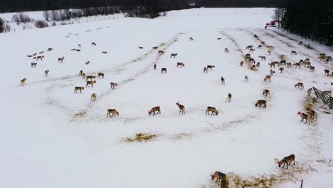 Aerial-view-around-Reindeers-at-a-farm,-cloudy-winter-day-in-Lapland