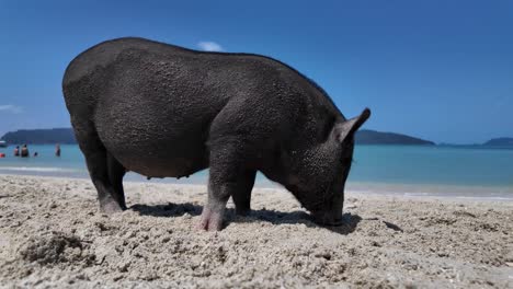 Schwein-Auf-Dem-Sand-Von-Koh-Madsum,-Thailand