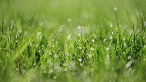 Macro-shot-of-dew-on-grass