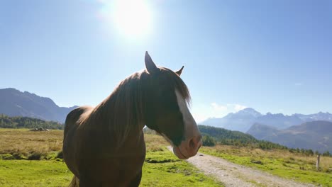 Backlit-With-high-sun-a-Brown-horse-on-green-meadows-with-impressive-italian-alps-mountain-backdrop-on-sunny-clear-day-with-blue-skies