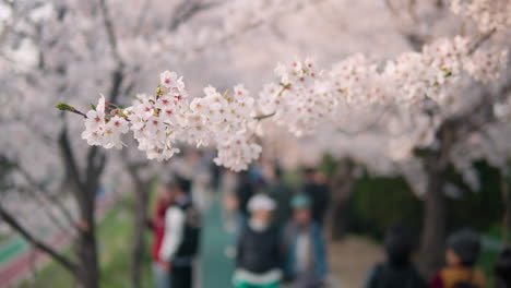 Blooming-Flowers-Of-Cherry-Blossoms-At-Yangjae-Citizen's-Forest-Park-In-Seocho-District,-Seoul,-South-Korea