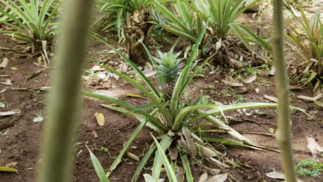 Pineapple-Plantation-And-Fruit-Growing-In-Zanzibar-Island-of-Tanzania,-East-Africa