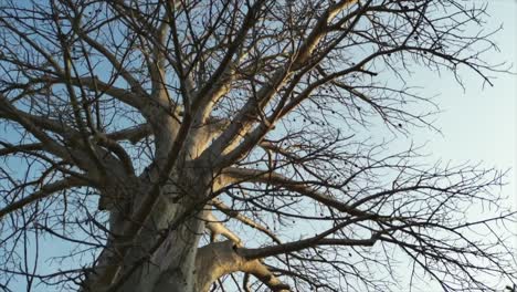 100-years-of-old-tree-closeup-360d-view-in-daman-in-gujarat
