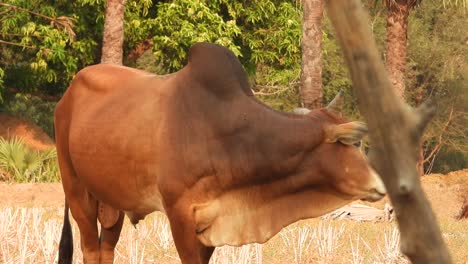 Vaca-Toro-De-Pie---Piel---Ojos-