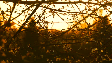 New-birch-tree-leaves-flutter-in-wind-during-deep-yellow-sky-sunset,-Latvia