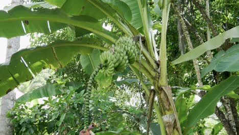 Looking-up-at-Musa-Balbisiana-plantain-banana-bunch-hanging-from-lush-tropical-tree-branch-foliage