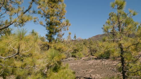 Green-pine-tree-forest-and-shrubs-in-spring,-volcanic-landscape-with-Pico-del-Teide-in-Teide-Nation-park-on-Tenerife,-Canary-Islands