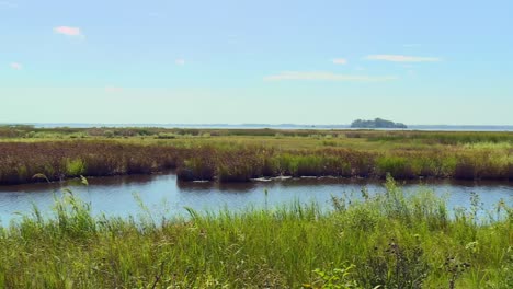 Grassy-Wetland-Of-Blackwater-National-Wildlife-Refuge-In-Summer-In-Dorchester,-Maryland,-USA