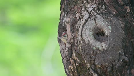 La-Cámara-Se-Acerca-Mientras-Los-Pájaros-Miran-Desde-Su-Nido,-El-Pájaro-Carpintero-De-Pecho-Moteado-Dendropicos-Poecilolaemus,-Tailandia