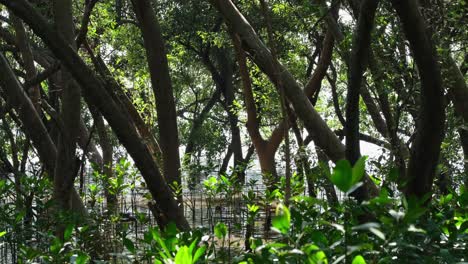 Camera-zooms-out-to-reveal-a-beautiful-mangrove-forest,-Mangrove-Rhizophora,-Thailand