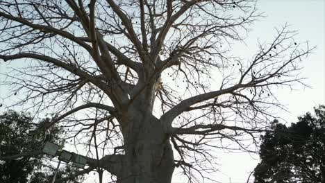 100-Años-De-Viejo-árbol-Primer-Plano-Vista-De-Arriba-A-Abajo-En-Daman-En-Gujarat